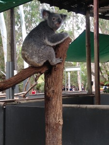 One of the most notable Australian animals: the Koala bear (Photo provided by Erica Naugle)