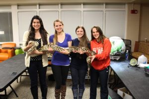 ALD E-board members Victoria Andrade, Kaitlyn O’Boyle, Diana Piccarillo and Kayla Delano pose with the Burmese python (Photo by Alyssa MacKinnon/Charger Bulletin photo)