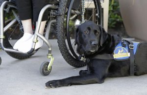 Service dog (AP Photo)